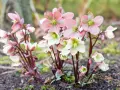 Zarte rosa und weiße Christrosen blühen im Herbst. Perfekt für stauden im herbst pflanzen.