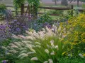 Ein üppiges blumenbeet anlegen: Lila und gelbe Blüten, Ziergräser und ein Holzzaun im Hintergrund.