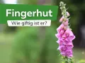 Ein rosa Fingerhut, der giftig beim Anfassen ist, mit der Frage "Wie giftig ist er?".