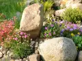 Blumenbeet Ideen mit Steinen: Rosa und lila Blüten umrahmen große Felsen in einem sonnigen Garten.