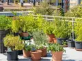 Grüne Oase auf dem Dach: Üppige Pflanzen in Töpfen und Hochbeeten bieten dachterrasse inspiration. Bambus, Kräuter und kleine Bäume gedeihen hier.