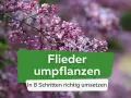 Ein Fliederbusch in voller Blüte. Der Text "Flieder umpflanzen" und "In 8 Schritten richtig umsetzen" ist auf einem grünen Banner zu sehen.