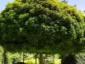 Ein üppiger, kugelförmiger Baum spendet Schatten. Darunter steht eine weiße Holzbank, die zum Verweilen einlädt.