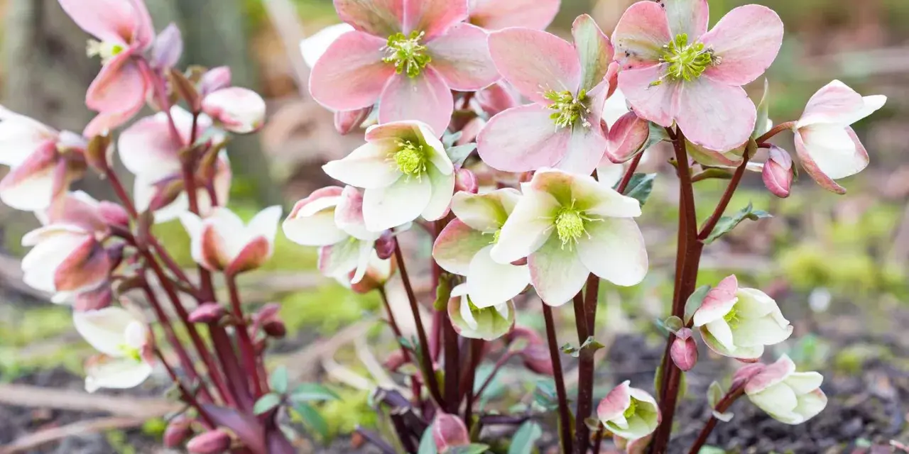 Zarte rosa und weiße Christrosen blühen im Herbst. Perfekt für stauden im herbst pflanzen.