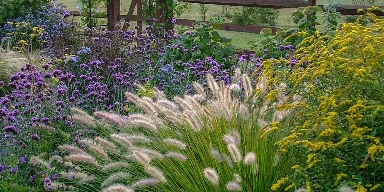 Ein üppiges blumenbeet anlegen: Lila und gelbe Blüten, Ziergräser und ein Holzzaun im Hintergrund.