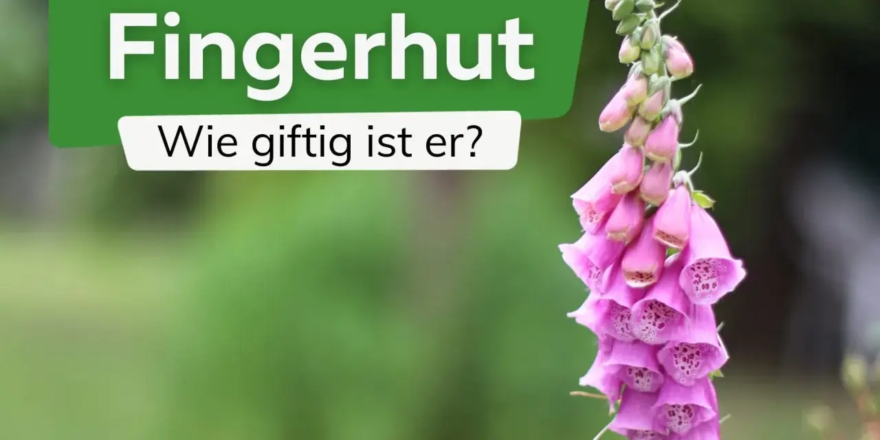 Ein rosa Fingerhut, der giftig beim Anfassen ist, mit der Frage "Wie giftig ist er?".
