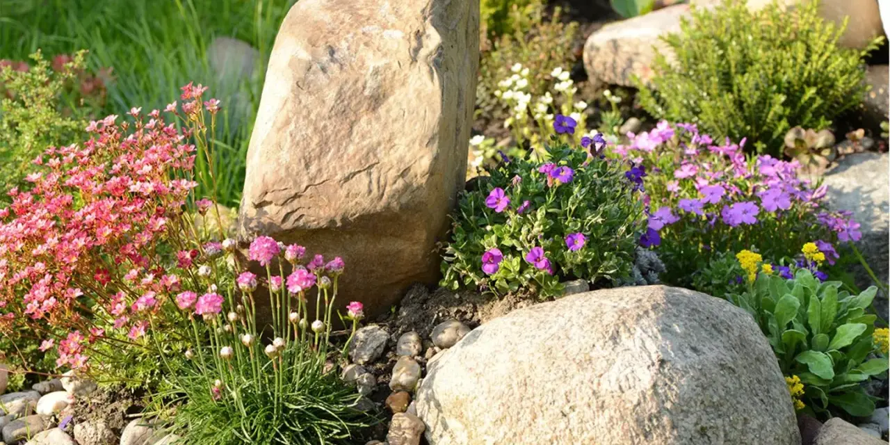 Blumenbeet Ideen mit Steinen: Rosa und lila Blüten umrahmen große Felsen in einem sonnigen Garten.