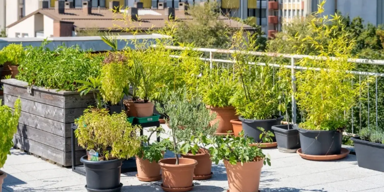 Grüne Oase auf dem Dach: Üppige Pflanzen in Töpfen und Hochbeeten bieten dachterrasse inspiration. Bambus, Kräuter und kleine Bäume gedeihen hier.