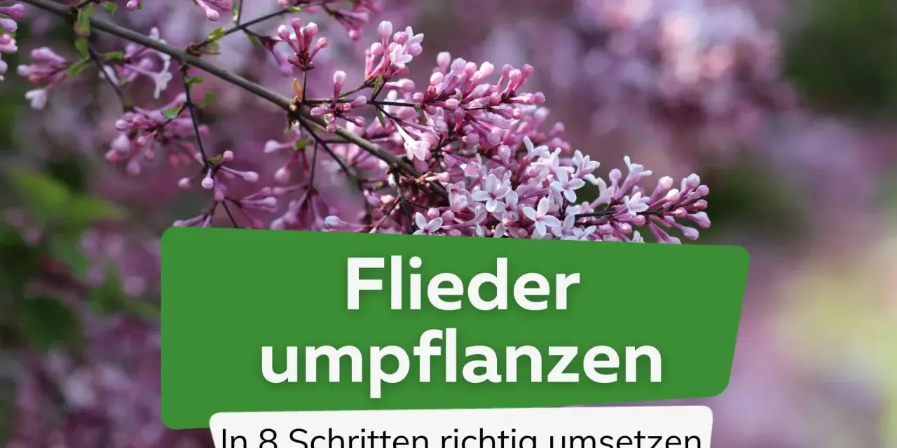 Ein Fliederbusch in voller Blüte. Der Text "Flieder umpflanzen" und "In 8 Schritten richtig umsetzen" ist auf einem grünen Banner zu sehen.