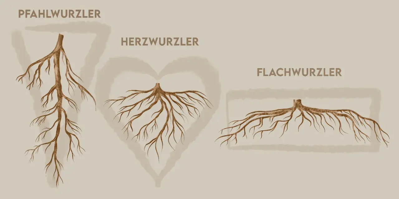 Drei Wurzeltypen: Pfahl-, Herz- und Flachwurzler. Ein Walnussbaum hat ein tiefes Wurzelsystem, das dem Herz- oder Pfahlwurzler ähnelt.
