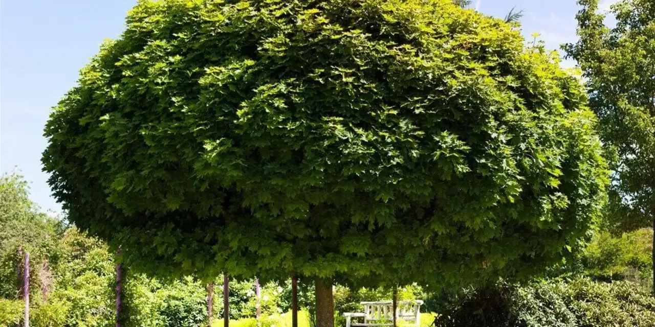 Ein üppiger, kugelförmiger Baum spendet Schatten. Darunter steht eine weiße Holzbank, die zum Verweilen einlädt.