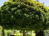 Ein üppiger, kugelförmiger Baum spendet Schatten. Darunter steht eine weiße Holzbank, die zum Verweilen einlädt.