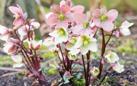 Zarte rosa und weiße Christrosen blühen im Herbst. Perfekt für stauden im herbst pflanzen.