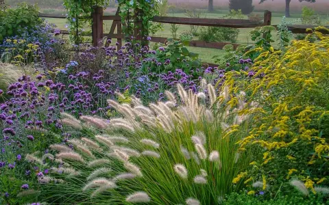Ein üppiges blumenbeet anlegen: Lila und gelbe Blüten, Ziergräser und ein Holzzaun im Hintergrund.