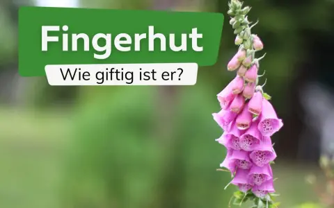 Ein rosa Fingerhut, der giftig beim Anfassen ist, mit der Frage "Wie giftig ist er?".