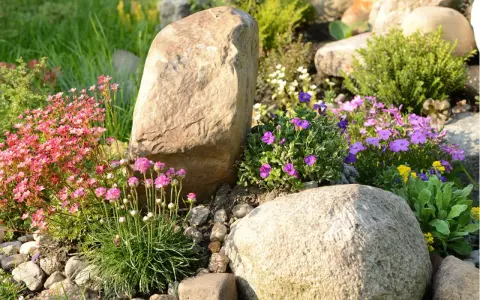 Blumenbeet Ideen mit Steinen: Rosa und lila Blüten umrahmen große Felsen in einem sonnigen Garten.