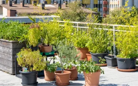 Grüne Oase auf dem Dach: Üppige Pflanzen in Töpfen und Hochbeeten bieten dachterrasse inspiration. Bambus, Kräuter und kleine Bäume gedeihen hier.