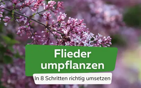 Ein Fliederbusch in voller Blüte. Der Text "Flieder umpflanzen" und "In 8 Schritten richtig umsetzen" ist auf einem grünen Banner zu sehen.