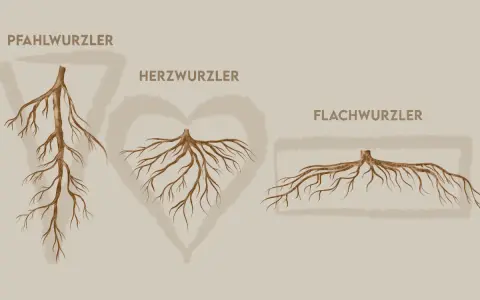 Drei Wurzeltypen: Pfahl-, Herz- und Flachwurzler. Ein Walnussbaum hat ein tiefes Wurzelsystem, das dem Herz- oder Pfahlwurzler ähnelt.