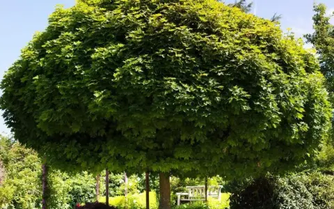 Ein üppiger, kugelförmiger Baum spendet Schatten. Darunter steht eine weiße Holzbank, die zum Verweilen einlädt.