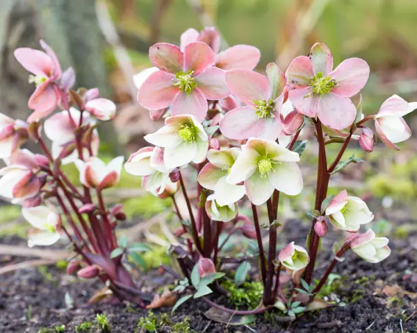 Zarte rosa und weiße Christrosen blühen im Herbst. Perfekt für stauden im herbst pflanzen.