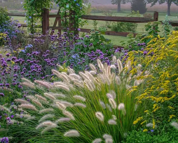 Ein üppiges blumenbeet anlegen: Lila und gelbe Blüten, Ziergräser und ein Holzzaun im Hintergrund.