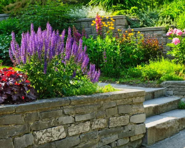 Blühende Stauden und Stufen aus Naturstein beleben die gartengestaltung hanglage. Violette Salbei-Rispen und rote Heuchera bilden einen farbenfrohen Blickfang.