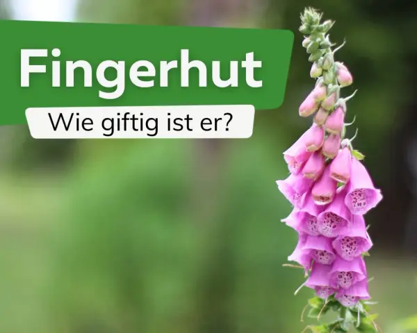 Ein rosa Fingerhut, der giftig beim Anfassen ist, mit der Frage "Wie giftig ist er?".