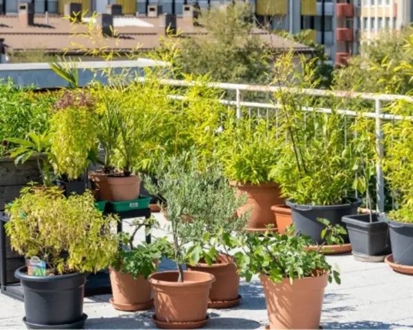 Grüne Oase auf dem Dach: Üppige Pflanzen in Töpfen und Hochbeeten bieten dachterrasse inspiration. Bambus, Kräuter und kleine Bäume gedeihen hier.