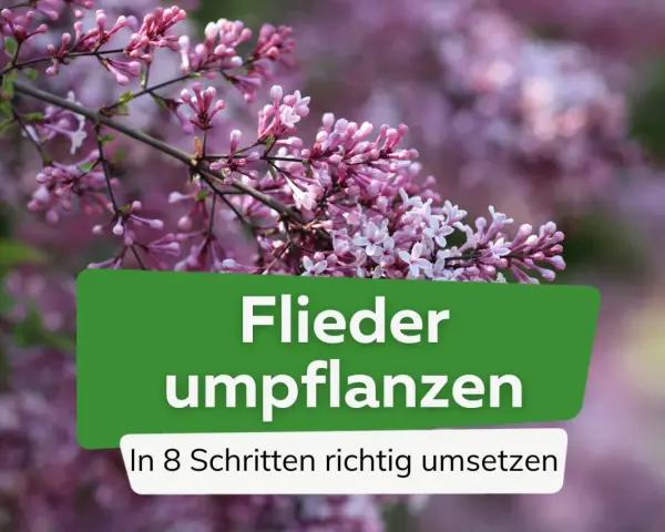 Ein Fliederbusch in voller Blüte. Der Text "Flieder umpflanzen" und "In 8 Schritten richtig umsetzen" ist auf einem grünen Banner zu sehen.
