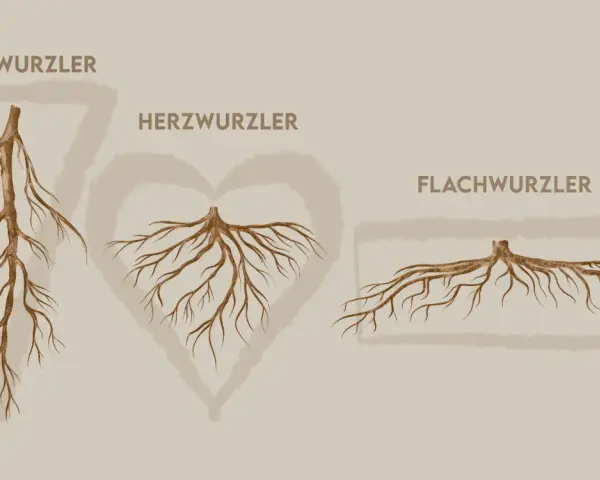 Drei Wurzeltypen: Pfahl-, Herz- und Flachwurzler. Ein Walnussbaum hat ein tiefes Wurzelsystem, das dem Herz- oder Pfahlwurzler ähnelt.