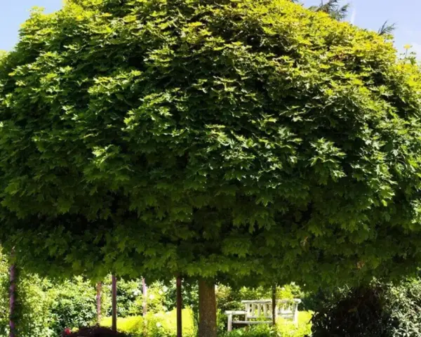 Ein üppiger, kugelförmiger Baum spendet Schatten. Darunter steht eine weiße Holzbank, die zum Verweilen einlädt.