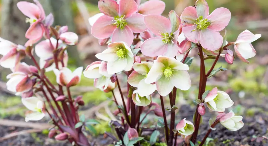 Zarte rosa und weiße Christrosen blühen im Herbst. Perfekt für stauden im herbst pflanzen.