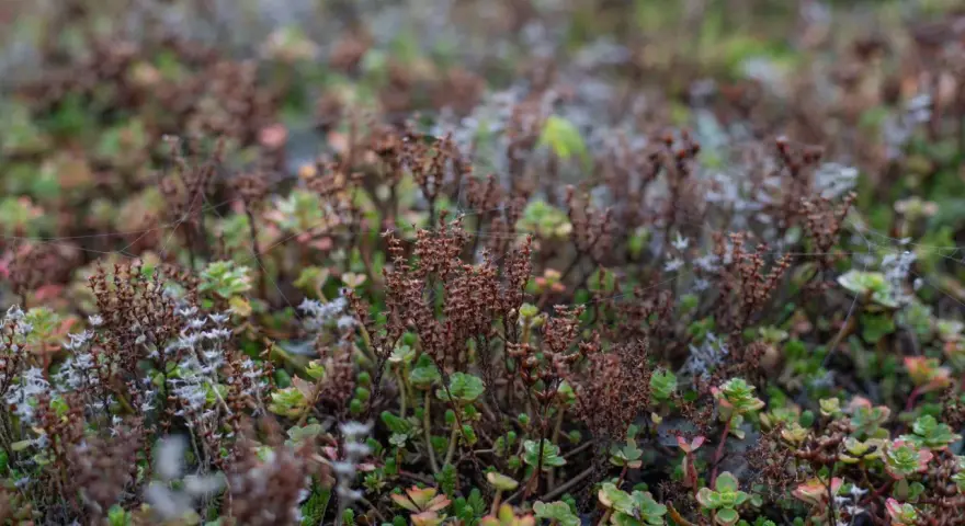 Nahaufnahme von verschiedenen Mauerpfeffer Arten, einige mit braunen, vertrockneten Blütenständen, andere mit grünen, fleischigen Blättern. Spinnweben sind sichtbar.