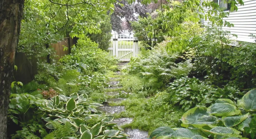 Eine schattige Ecke im Garten gestalten: Ein Weg aus Trittsteinen führt durch üppiges Grün zu einem weißen Gartentor.