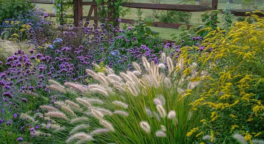 Ein üppiges blumenbeet anlegen: Lila und gelbe Blüten, Ziergräser und ein Holzzaun im Hintergrund.