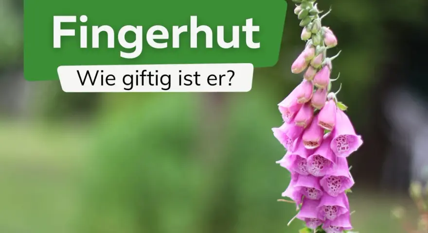 Ein rosa Fingerhut, der giftig beim Anfassen ist, mit der Frage "Wie giftig ist er?".