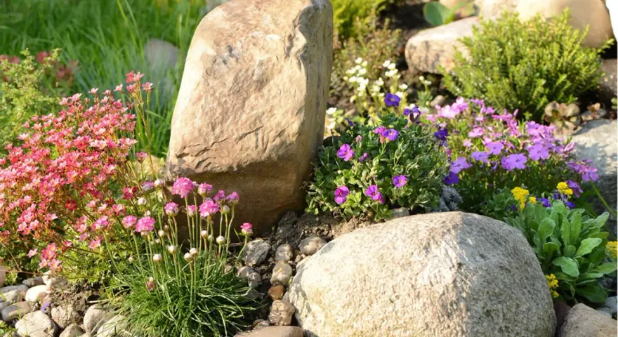 Blumenbeet Ideen mit Steinen: Rosa und lila Blüten umrahmen große Felsen in einem sonnigen Garten.