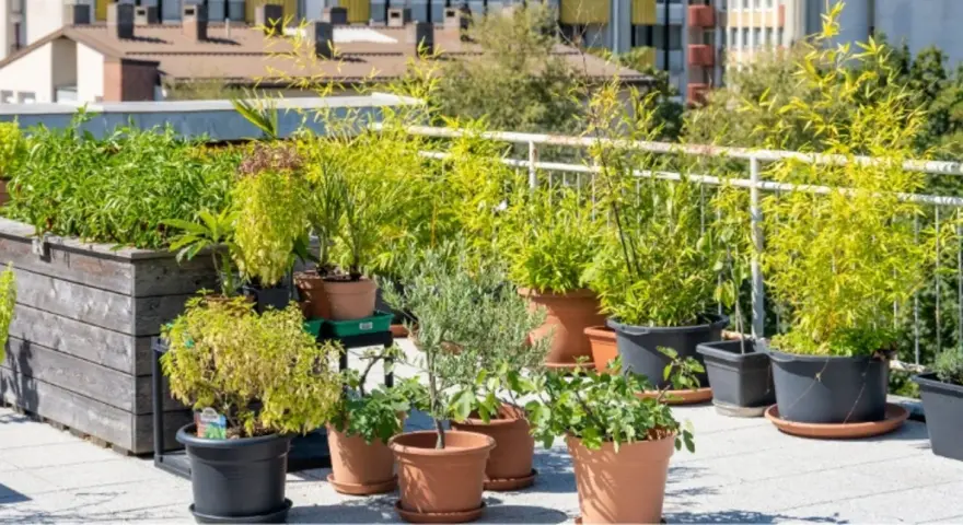 Grüne Oase auf dem Dach: Üppige Pflanzen in Töpfen und Hochbeeten bieten dachterrasse inspiration. Bambus, Kräuter und kleine Bäume gedeihen hier.