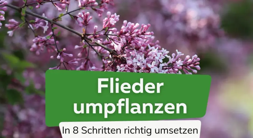 Ein Fliederbusch in voller Blüte. Der Text "Flieder umpflanzen" und "In 8 Schritten richtig umsetzen" ist auf einem grünen Banner zu sehen.