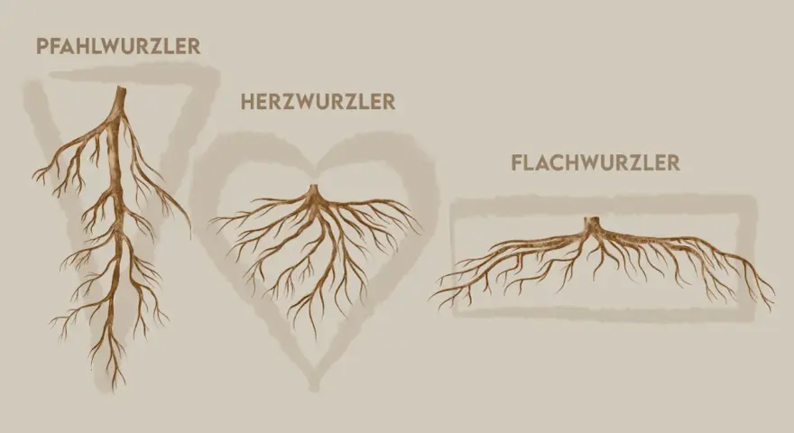 Drei Wurzeltypen: Pfahl-, Herz- und Flachwurzler. Ein Walnussbaum hat ein tiefes Wurzelsystem, das dem Herz- oder Pfahlwurzler ähnelt.