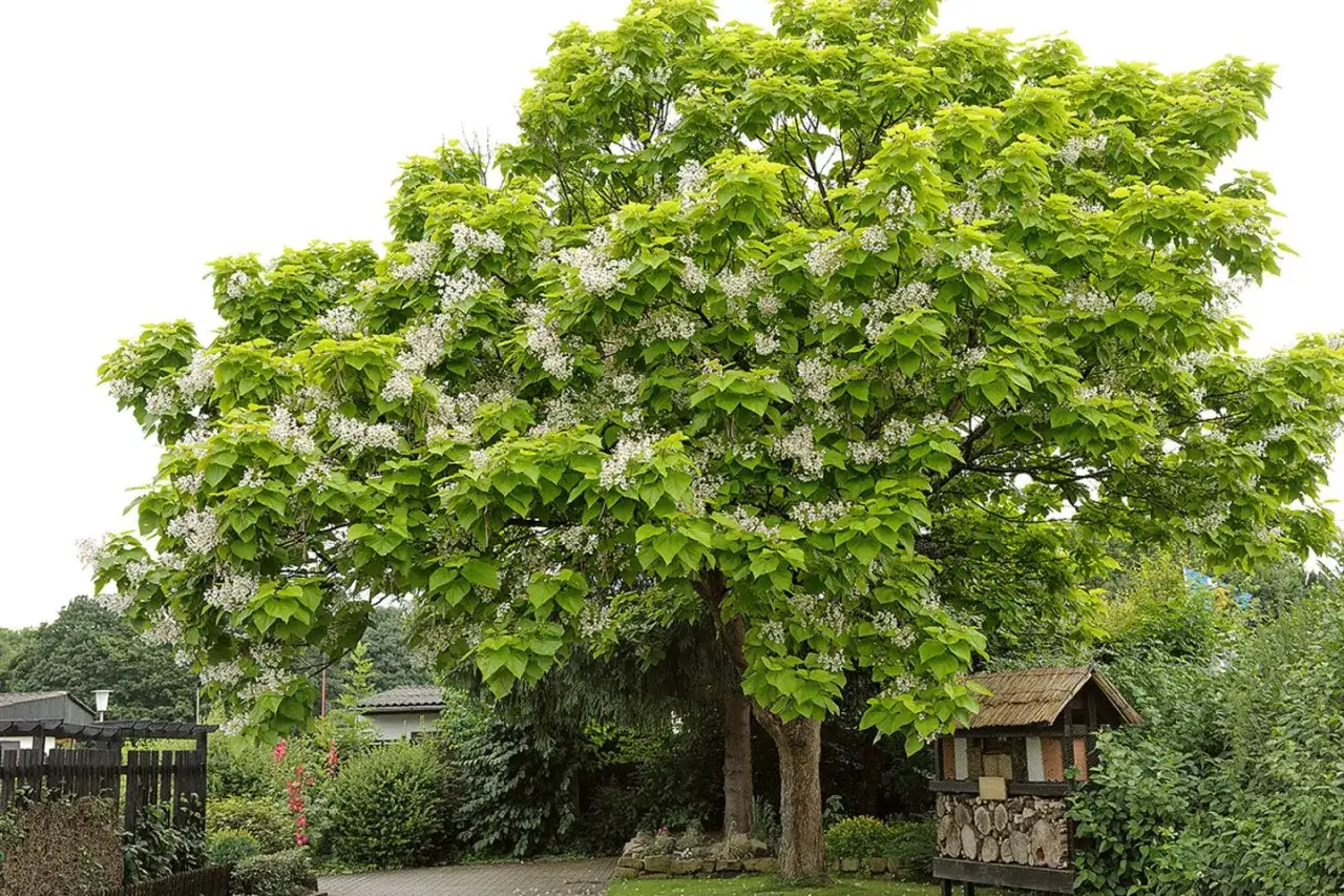 Ein &uuml;ppiger Baum mit gr&uuml;nen Bl&auml;ttern und wei&szlig;en Bl&uuml;ten, ein perfekter baum schattenspender im Garten.
