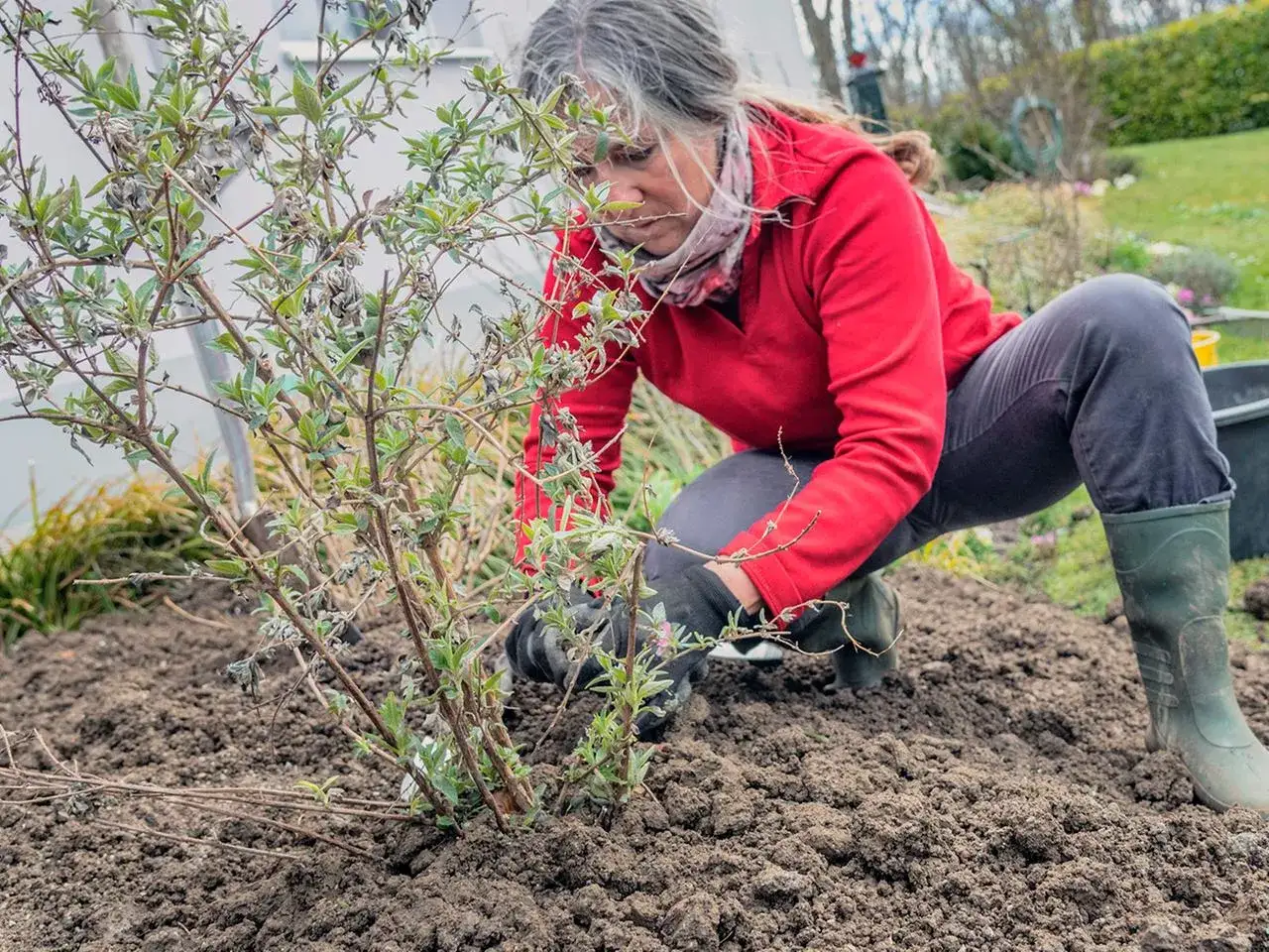 Frau pflanzt Stauden im Herbst. Sie kniet im Garten und setzt eine junge Pflanze in die Erde.