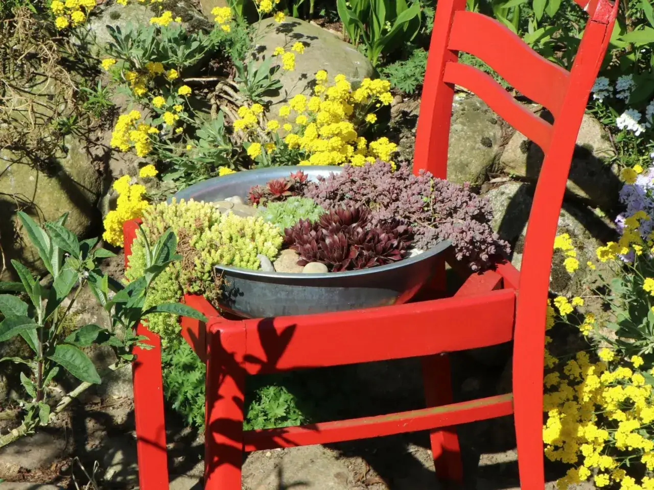 Rote Stuhl mit verschiedenen mauerpfeffer arten in einem Metallbeh&auml;lter, umgeben von gelben Blumen und Steinen.