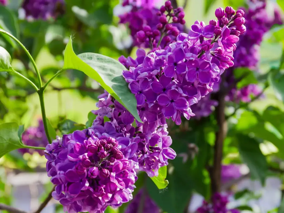 Ein Fliederbusch mit leuchtend violetten Bl&uuml;ten und gr&uuml;nen Bl&auml;ttern. Perfekt f&uuml;r das Flieder umpflanzen im Fr&uuml;hling.