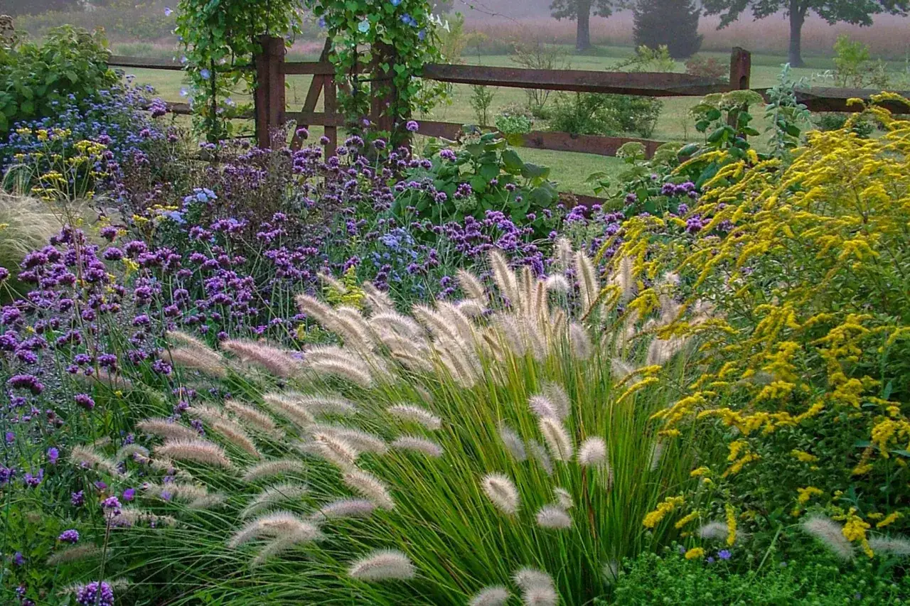 Ein &uuml;ppiges blumenbeet anlegen mit violetten und gelben Bl&uuml;ten, Gr&auml;sern und einem Holzzaun im Hintergrund.