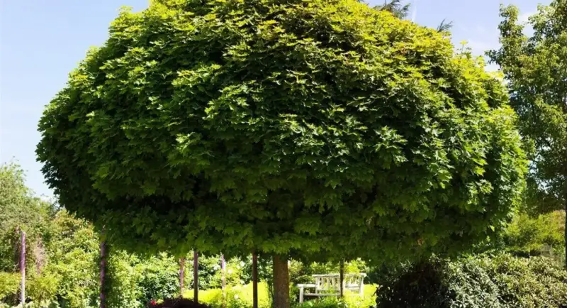 Ein üppiger, kugelförmiger Baum spendet Schatten. Darunter steht eine weiße Holzbank, die zum Verweilen einlädt.